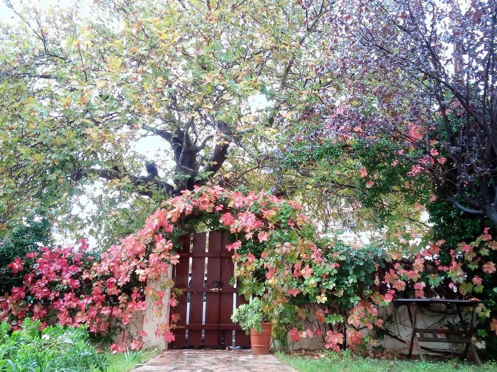 Villa The Platanus Tree Kato Vasiliki Exteriör bild